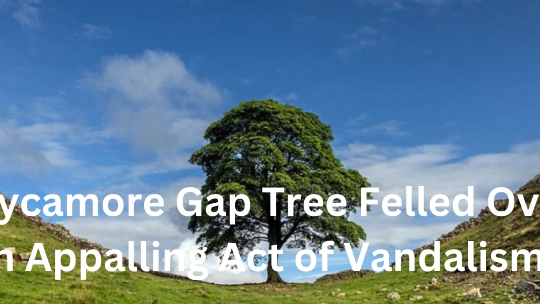 Iconic Sycamore Gap Tree Felled Overnight in Appalling Act of Vandalism