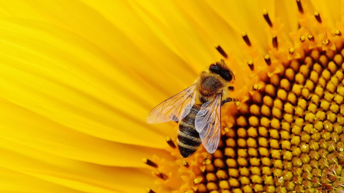 Image from the original article "Farmers Embrace Technology to Address Declining Bee Populations" (description needed)