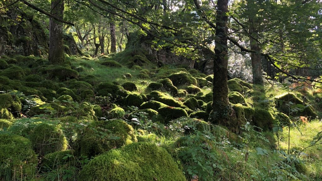 Image from the original article "Lake District’s Ancient Rainforest to Gain National Nature Reserve Status" (description needed)