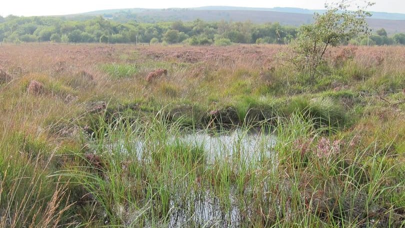 A view over Warslow Moors Estate (Image: PDNPA)