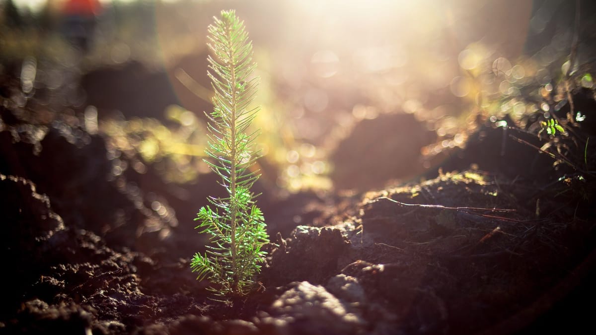Image from the original article "The Expert Camper is Proud to Announce a New Tree Planting Initiative in Partnership with Just One Earth" (description needed)