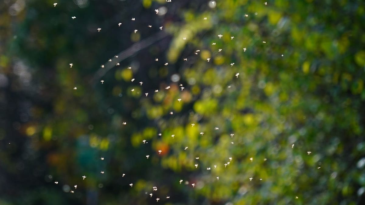Image from the original article "How to Get Rid of Midges: Essential Tips for UK Campers" (description needed)