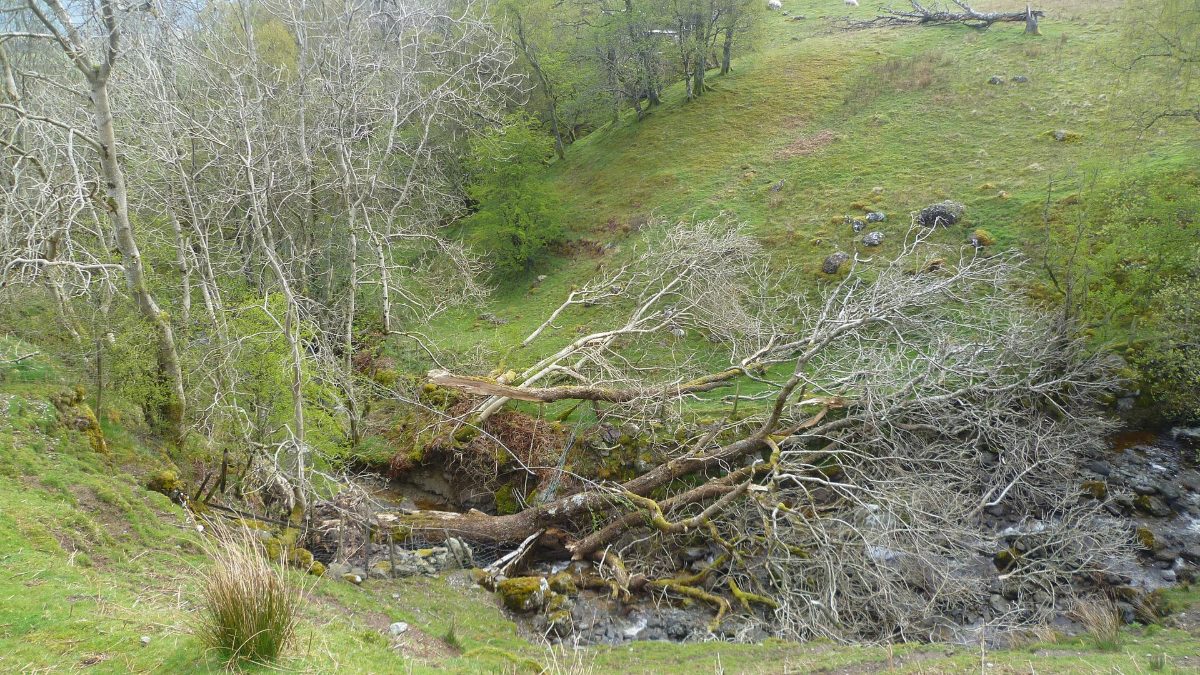 Fallen Ash