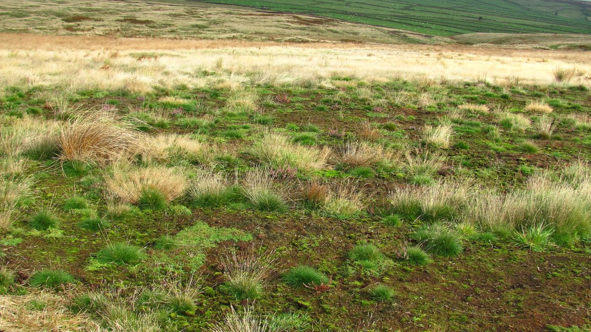 Not so boring grassland
