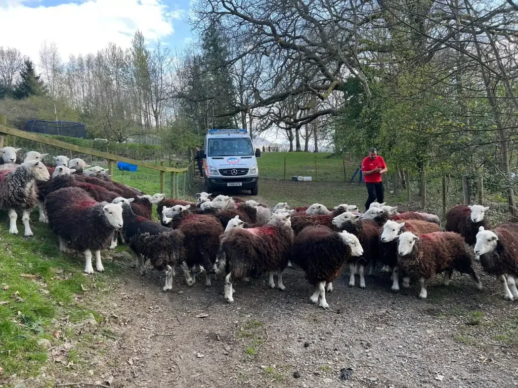 sheep near Keswick MRT vehicle