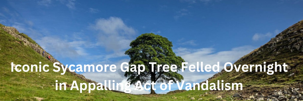 Iconic Sycamore Gap Tree Felled Overnight in Appalling Act of Vandalism